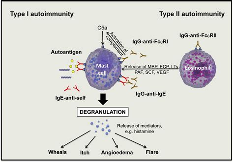 Autoimmune Chronic Spontaneous Urticaria What We Know And What We Do