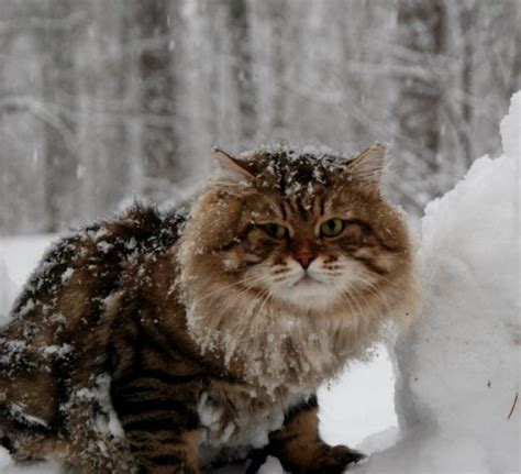 Сибирская кошка: 110 фото особенностей породы и ее стандарты