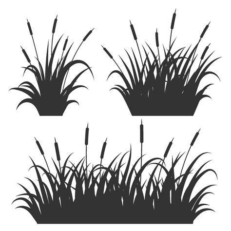 Grass reed illustrations isolated on white background. Tall bulrush