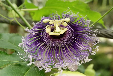 Passiflora Incarnata Passion Free Photo On Pixabay Pixabay