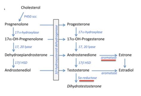 Androgens and Anabolic Steroids: Key Terms & Definitions Flashcards ...
