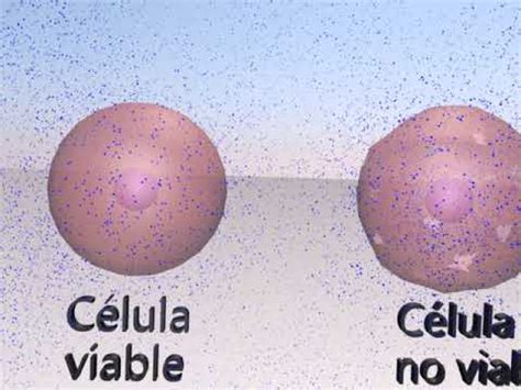 simulación azul tripán células viables y no viables YouTube