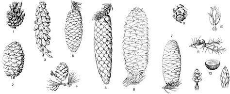 Части семени сосны схема