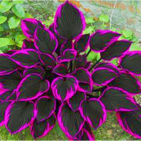 Hosta-Rapid growth Brilliant Garden Home Decoration-Hosta Professional
