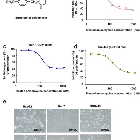 Anisomycin Enhanced Apoptosis Dependent Nk Cell Cytotoxicity In Hcc