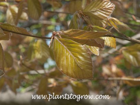 Copper Beech Fagus Sylvatica Atropunicea Plants To Grow Plants