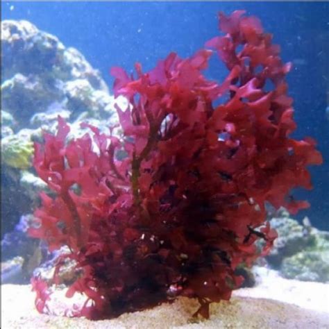 Red Algae Aquarium