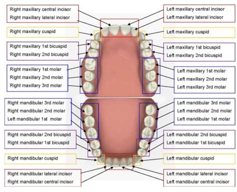 Parts Of The Tooth And Their Functions