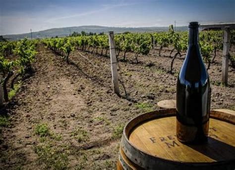 Vinos Coahuilenses Se Llevan Medallas En Concurso Mundial