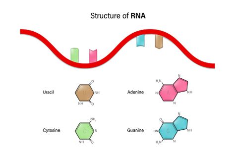 Struktur Der Rna Ribonukleinsäure Stickstoffhaltige Base Und