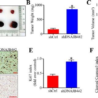 Knockdown Of DNAJB4 Inhibits TNBC Cell Apoptosis In Vitro A B