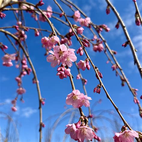 Prunus x ‘NCPH1’ Pink Cascade™ PPAF | Piedmont Carolina Nursery