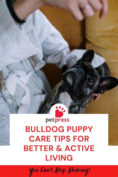 Bulldog Puppy Care Tips for Better & Active Living - PetPress