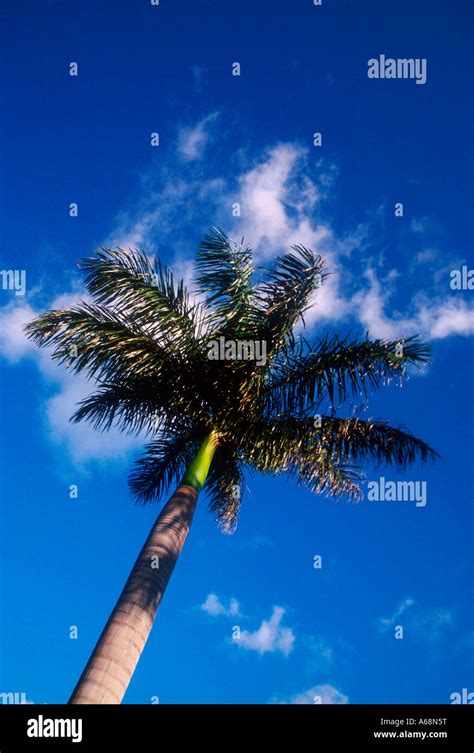 Palm tree Florida Stock Photo - Alamy