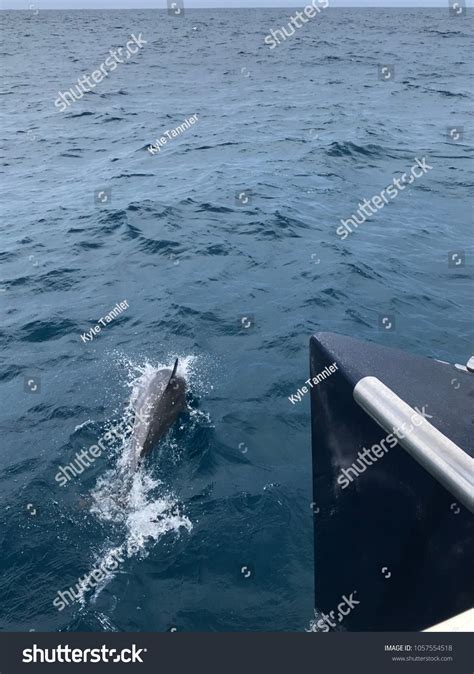 Spinner Dolphin Jumping Front Boat Stock Photo 1057554518 | Shutterstock