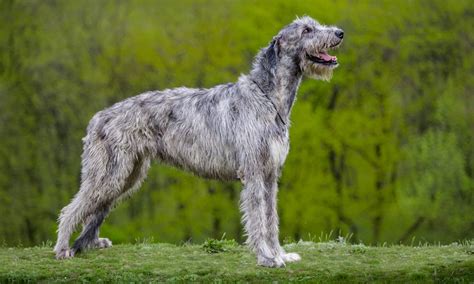 Irish Wolfhound: Characteristics, Care & Photos | BeChewy