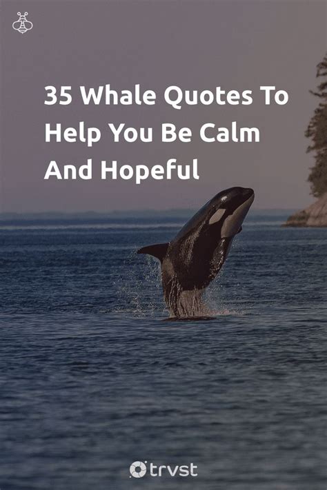 36 Whale Quotes To Help You Be Calm And Hopeful (2024) | Whale quote, Whale, Whale funny