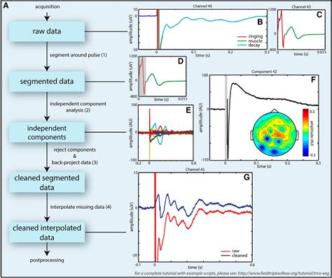 Attention Modulates Tms Locked Alpha Oscillations In The Visual Cortex