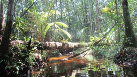 Amazon Rainforest near Manaus Brasil - Photorator