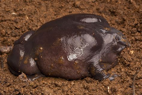 worlds weirdest meet  purple frog flaunting natures  bizarre
