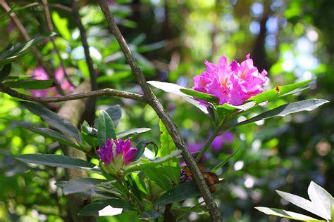 Azalea Care 101: How to Plant and Grow Beautiful Azalea Bushes - Garden ...