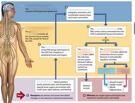 Chapter 11 3 Divisions Of Nervous System Diagram Diagram Quizlet