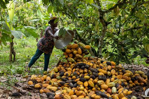 Ghana Trade Surplus Narrows On Smaller Cocoa And Oil Exports Bloomberg