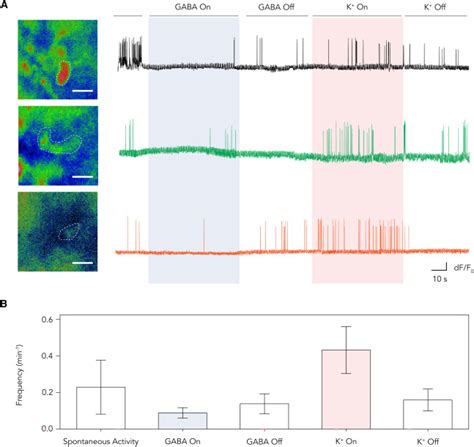 Modulation Of Neuronal Activity In Cortical Organoids With