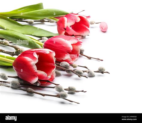 Beautiful Tulip Flowers And Pussy Willow Branches On White Background