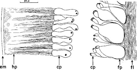 Figure 1 from Studies in cysticercoid histology . I . Observations on ...