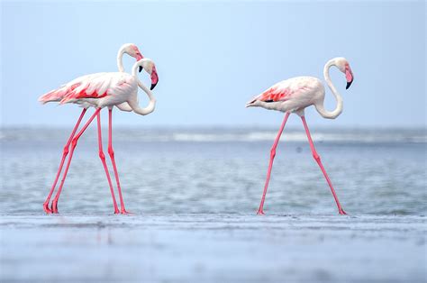 Flamingo Facts Phoenicopterus