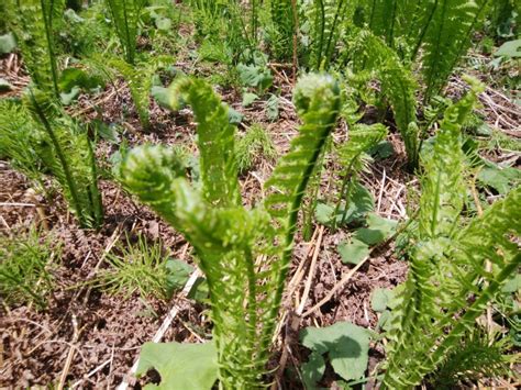 【山菜採り体験】野菜ソムリエと裏山へ！ ～お昼は山菜天ぷらを自分で揚げてみよう 雪国観光舎 越後湯沢温泉 Snow Country