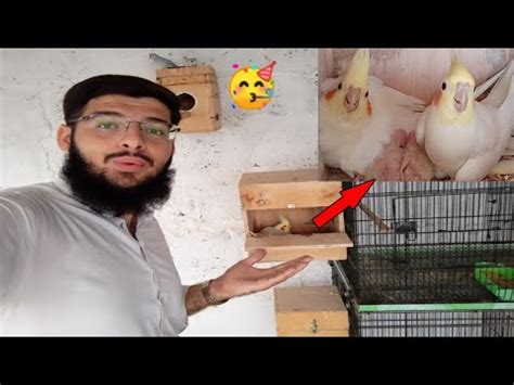 Cocktail Parrots Ke Bachy Hatch Ho Gay YouTube
