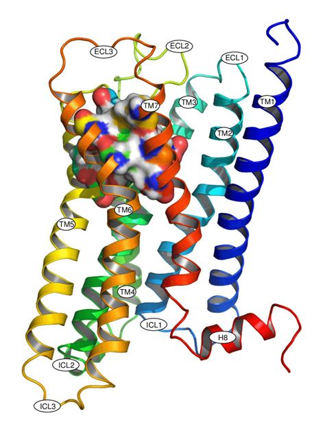 3 Structure Of The Human Histamine H4r In The Active State Homology