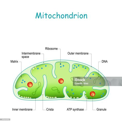 Mitochondrion Anatomy Structure Components And Organelles Crosssection Of Mitochondria Stock
