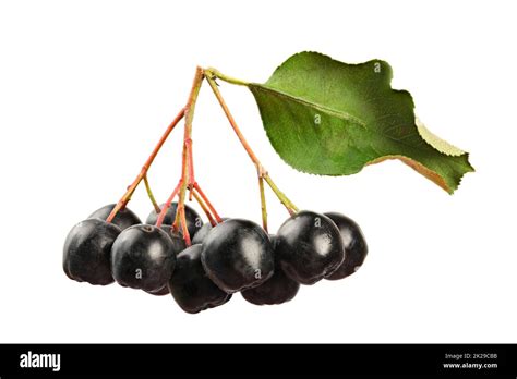 Aronia Chokeberry Fruits With Stems And Leaf Isolated On White