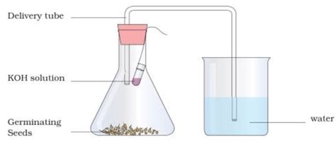 Experiment to prove that carbon dioxide is produced during respiration ...