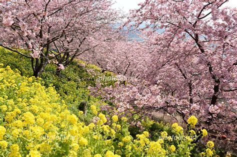 菜の花畑と満開の河津桜の木々 写真素材 3000483 フォトライブラリー Photolibrary