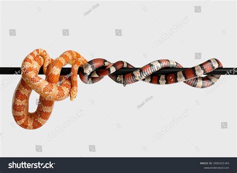 snakes images stock  vectors shutterstock