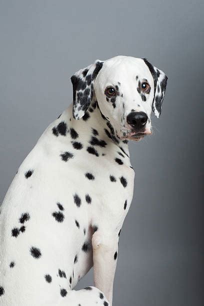 dalmatian fire dog stock  pictures royalty  images