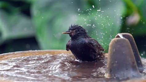 Canicule D Couvrez Astuces Pour Sauver Les Oiseaux De Votre Jardin