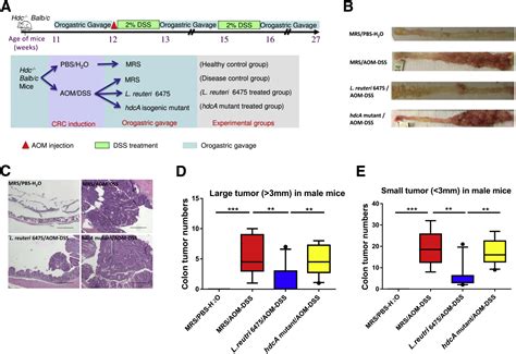 Gut Microbemediated Suppression Of Inflammation Associated Colon