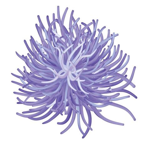 Sea Anemone Illustrations Royalty Free Vector Graphics And Clip Art Istock
