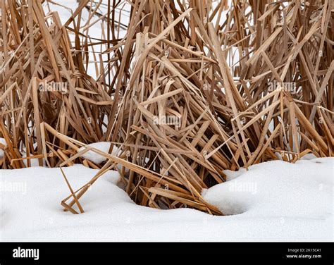 Cattails And Snow Combine In Weborg Marsh Peninsula State Park Door