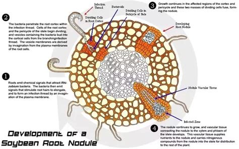 Root Nodules Diagram Official Wholesale Brunofuga Adv Br