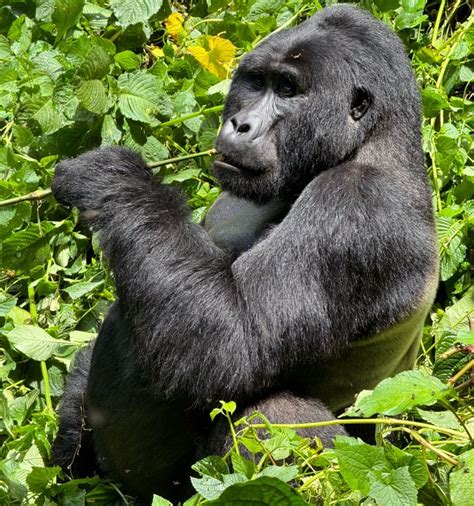 Uganda Visa Exempt Countries Uganda Safaris Gorilla Trekking