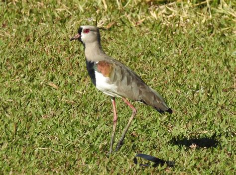 Doce e nobre desafio você observa aves limícolas