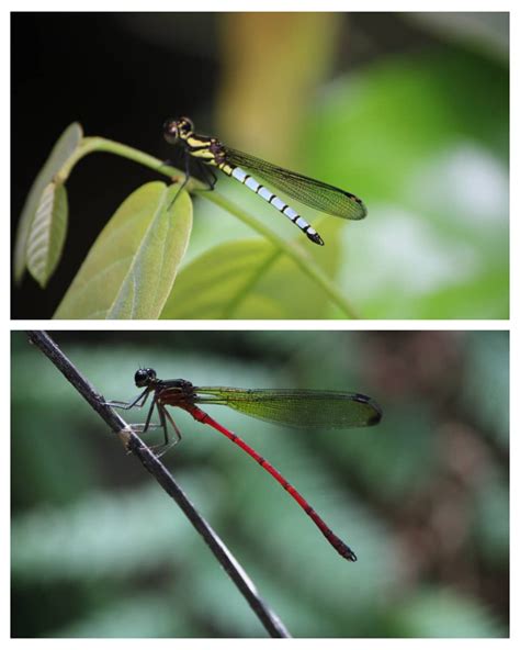 | Obudu Montane ecosystem needs protection…Conservation group warns of