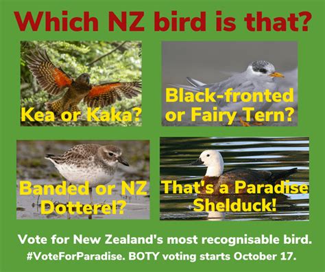 What Is This Call R Newzealandwildlife