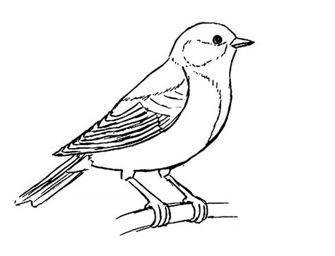 Dibujos Para Colorear Pajaro Carbonero